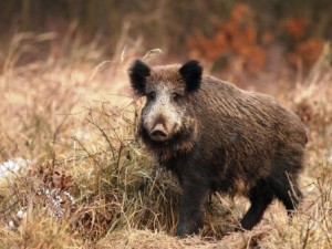 Caccia al cinghiale